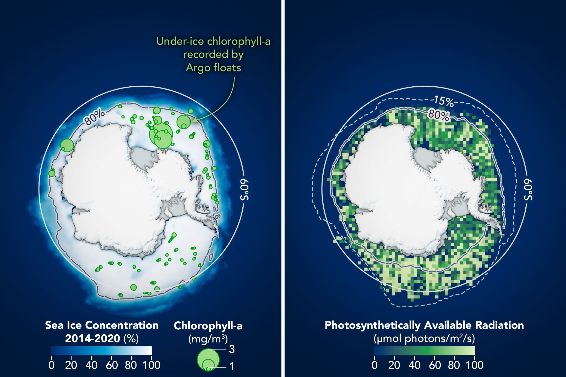 Phytoplankton May Be Abundant Under Antarctic Sea Ice
