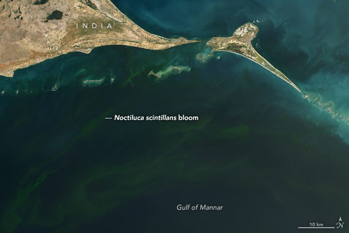 Deadly Blooms in the Gulf of Mannar 