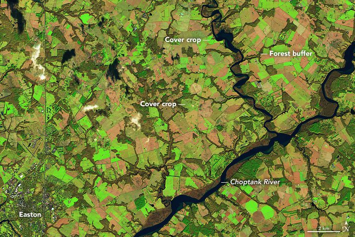 Satellites Eye Winter Cover Crops 